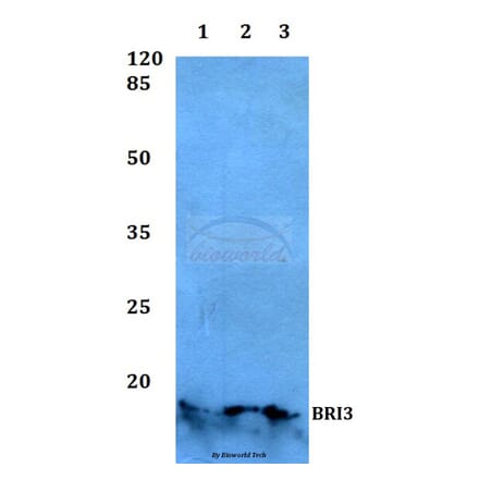 Anti-BRI3 Antibody from Bioworld Technology (BS60121) - Antibodies.com