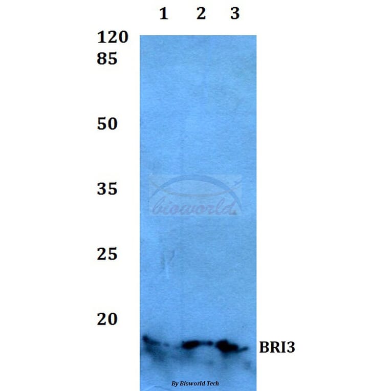 Anti-BRI3 Antibody from Bioworld Technology (BS60121) - Antibodies.com