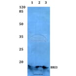Anti-BRI3 Antibody from Bioworld Technology (BS60121) - Antibodies.com