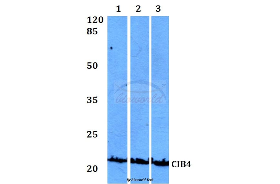 Anti-CIB4 Antibody from Bioworld Technology (BS60122) - Antibodies.com