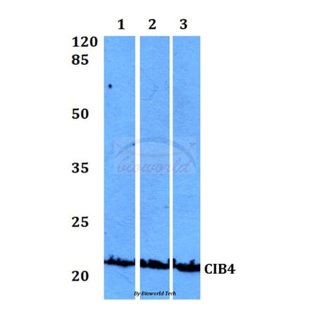 Anti-CIB4 Antibody from Bioworld Technology (BS60122) - Antibodies.com