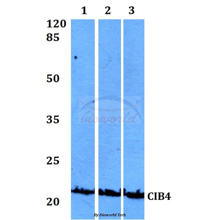 Anti-CIB4 Antibody from Bioworld Technology (BS60122) - Antibodies.com