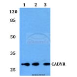 Anti-CABYR Antibody from Bioworld Technology (BS60128) - Antibodies.com