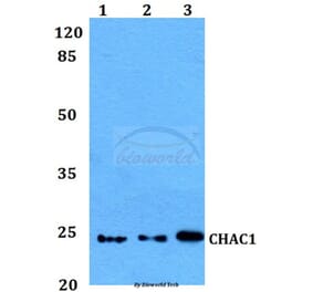 Anti-CHAC1 Antibody from Bioworld Technology (BS60131) - Antibodies.com