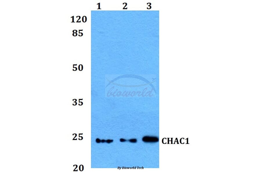Anti-CHAC1 Antibody from Bioworld Technology (BS60131) - Antibodies.com