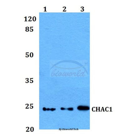 Anti-CHAC1 Antibody from Bioworld Technology (BS60131) - Antibodies.com