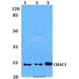 Anti-CHAC1 Antibody from Bioworld Technology (BS60131) - Antibodies.com