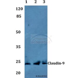 Anti-Claudin-9 Antibody from Bioworld Technology (BS60134) - Antibodies.com