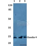 Anti-Claudin-9 Antibody from Bioworld Technology (BS60134) - Antibodies.com