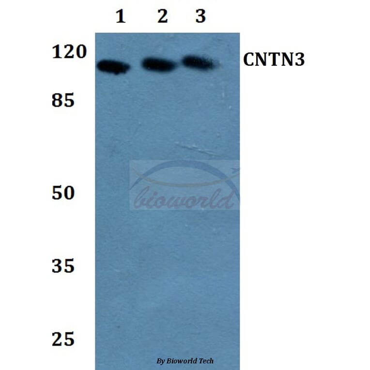 Anti-Contactin-3 Antibody from Bioworld Technology (BS60135) - Antibodies.com