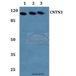 Anti-Contactin-3 Antibody from Bioworld Technology (BS60135) - Antibodies.com