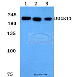 Anti-DOCK11 Antibody from Bioworld Technology (BS60138) - Antibodies.com