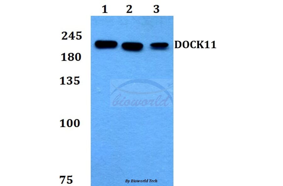 Anti-DOCK11 Antibody from Bioworld Technology (BS60138) - Antibodies.com