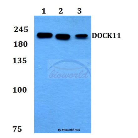 Anti-DOCK11 Antibody from Bioworld Technology (BS60138) - Antibodies.com