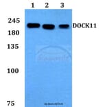 Anti-DOCK11 Antibody from Bioworld Technology (BS60138) - Antibodies.com