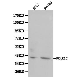 Anti-POLR1C Antibody from Bioworld Technology (BS6014) - Antibodies.com