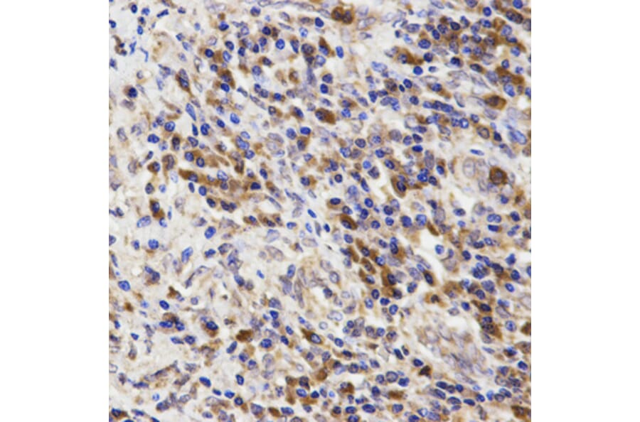Anti-POLR1C Antibody from Bioworld Technology (BS6014) - Antibodies.com