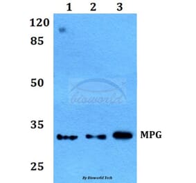 Anti-MPG Antibody from Bioworld Technology (BS60143) - Antibodies.com