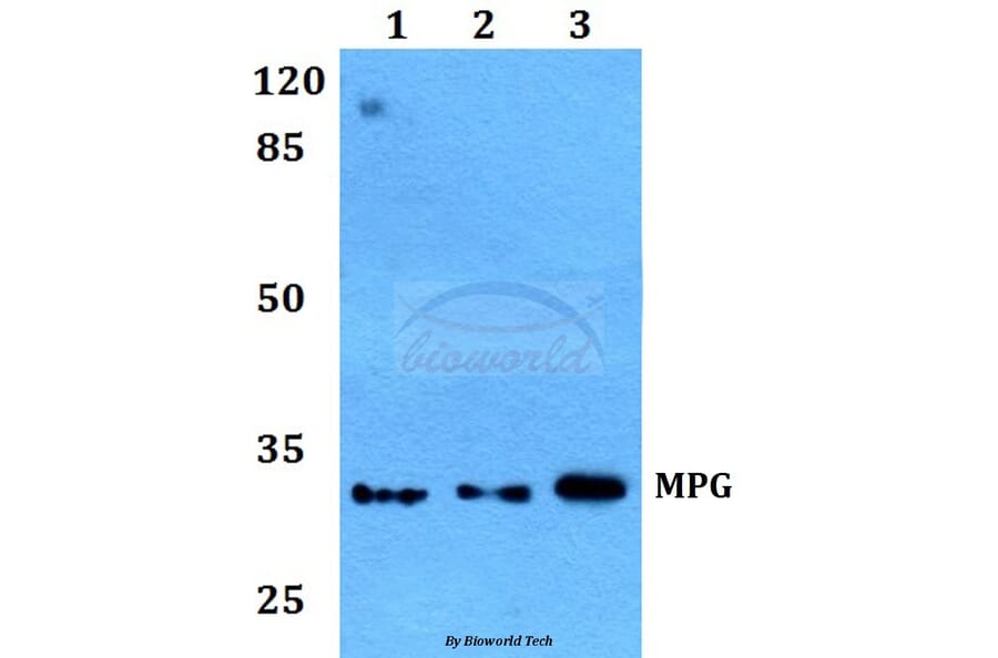 Anti-MPG Antibody from Bioworld Technology (BS60143) - Antibodies.com