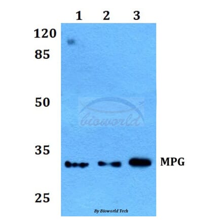 Anti-MPG Antibody from Bioworld Technology (BS60143) - Antibodies.com