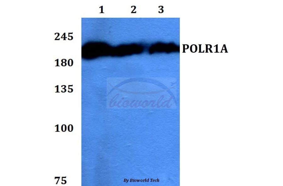 Anti-POLR1A Antibody from Bioworld Technology (BS60144) - Antibodies.com