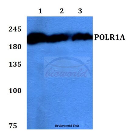 Anti-POLR1A Antibody from Bioworld Technology (BS60144) - Antibodies.com