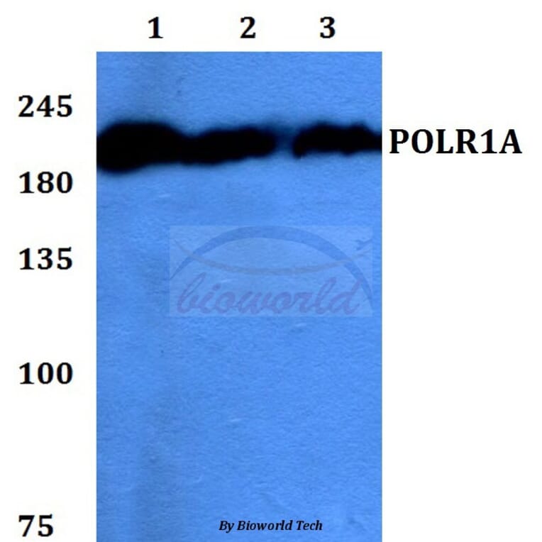 Anti-POLR1A Antibody from Bioworld Technology (BS60144) - Antibodies.com