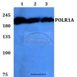Anti-POLR1A Antibody from Bioworld Technology (BS60144) - Antibodies.com