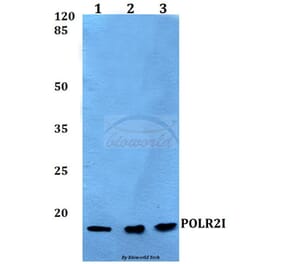 Anti-POLR2I Antibody from Bioworld Technology (BS60145) - Antibodies.com