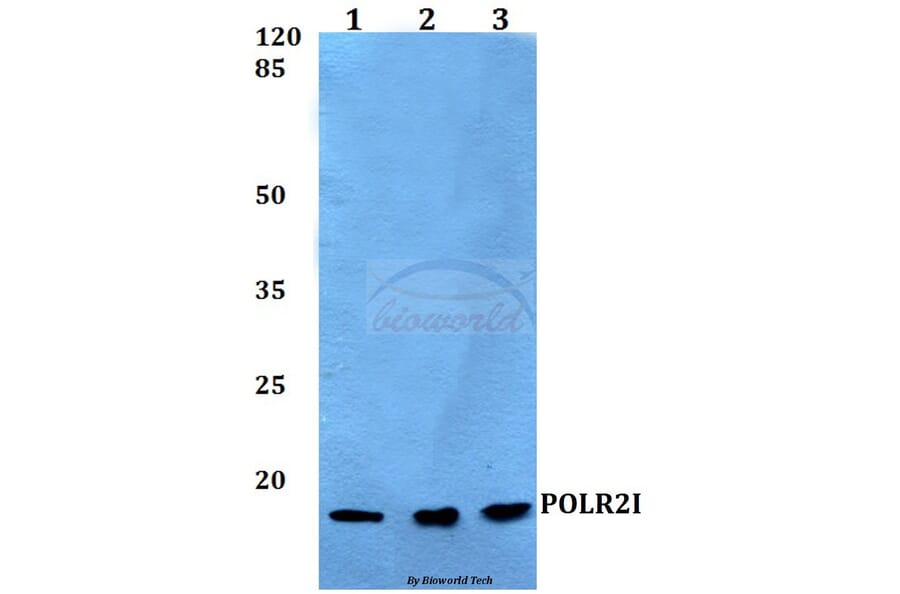 Anti-POLR2I Antibody from Bioworld Technology (BS60145) - Antibodies.com