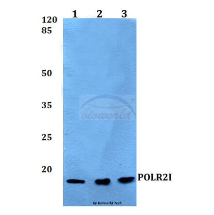 Anti-POLR2I Antibody from Bioworld Technology (BS60145) - Antibodies.com