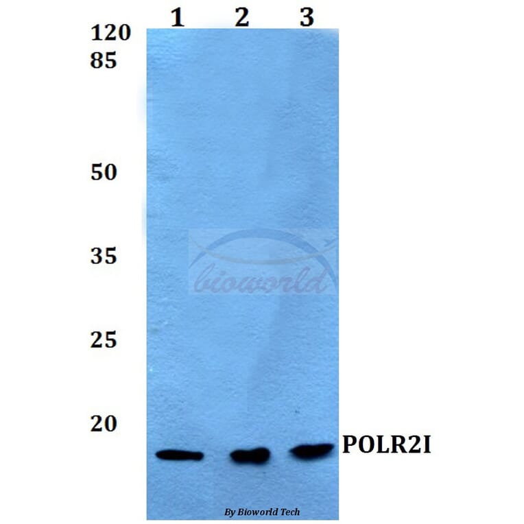 Anti-POLR2I Antibody from Bioworld Technology (BS60145) - Antibodies.com