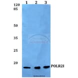 Anti-POLR2I Antibody from Bioworld Technology (BS60145) - Antibodies.com