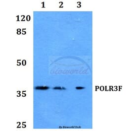 Anti-POLR3F Antibody from Bioworld Technology (BS60147) - Antibodies.com