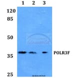 Anti-POLR3F Antibody from Bioworld Technology (BS60147) - Antibodies.com