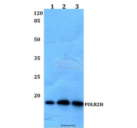 Anti-POLR2H Antibody from Bioworld Technology (BS60148) - Antibodies.com