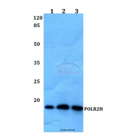 Anti-POLR2H Antibody from Bioworld Technology (BS60148) - Antibodies.com