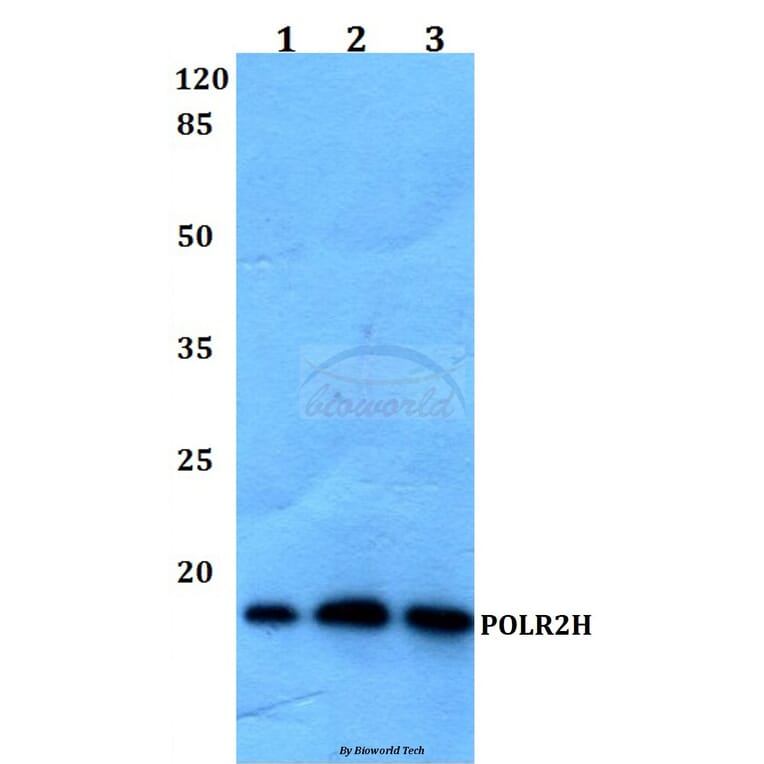 Anti-POLR2H Antibody from Bioworld Technology (BS60148) - Antibodies.com