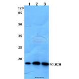 Anti-POLR2H Antibody from Bioworld Technology (BS60148) - Antibodies.com