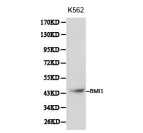 Anti-BMI1 Antibody from Bioworld Technology (BS6015) - Antibodies.com