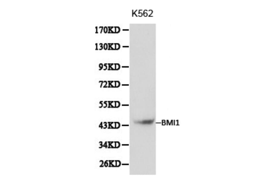 Anti-BMI1 Antibody from Bioworld Technology (BS6015) - Antibodies.com