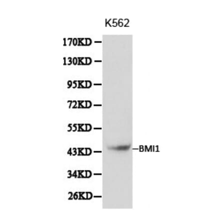 Anti-BMI1 Antibody from Bioworld Technology (BS6015) - Antibodies.com