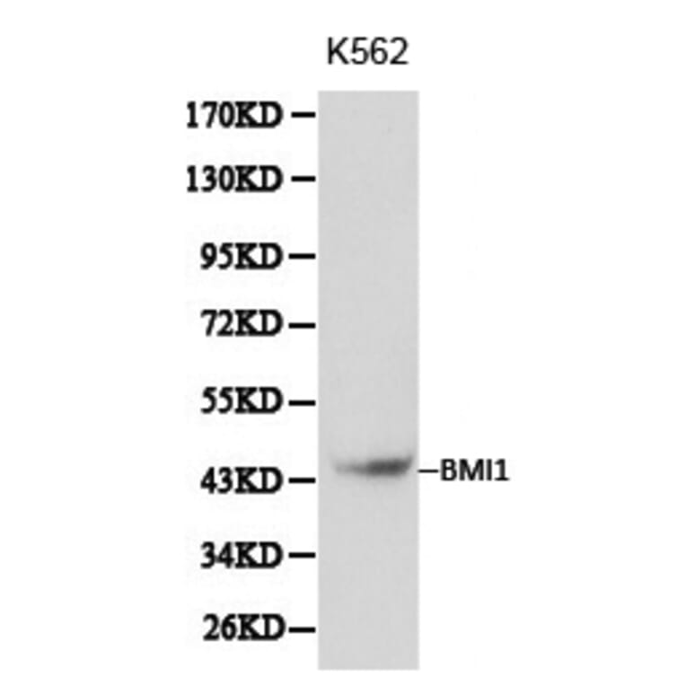Anti-BMI1 Antibody from Bioworld Technology (BS6015) - Antibodies.com