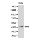 Anti-BMI1 Antibody from Bioworld Technology (BS6015) - Antibodies.com