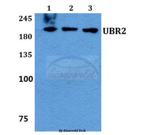 Anti-UBR2 Antibody from Bioworld Technology (BS60150) - Antibodies.com