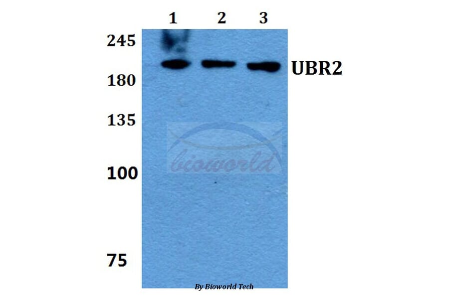 Anti-UBR2 Antibody from Bioworld Technology (BS60150) - Antibodies.com