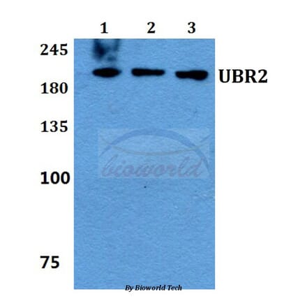 Anti-UBR2 Antibody from Bioworld Technology (BS60150) - Antibodies.com