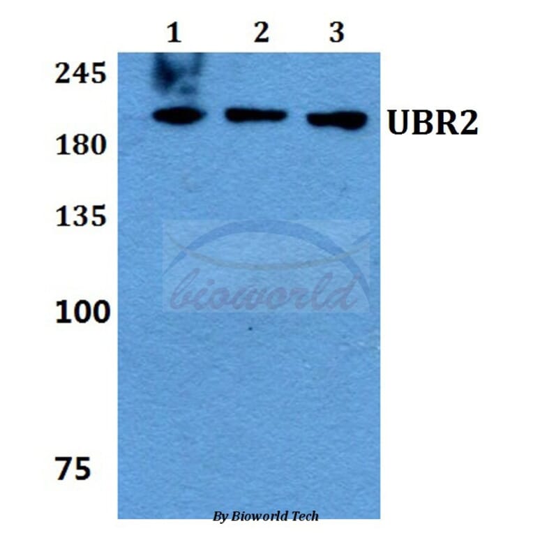 Anti-UBR2 Antibody from Bioworld Technology (BS60150) - Antibodies.com