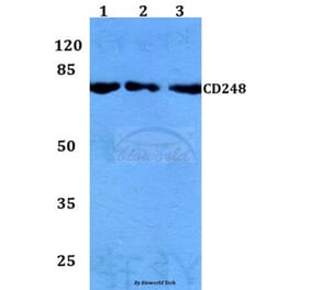 Anti-CD248 Antibody from Bioworld Technology (BS60152) - Antibodies.com