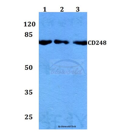 Anti-CD248 Antibody from Bioworld Technology (BS60152) - Antibodies.com